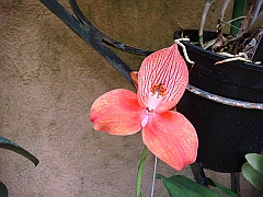 381 Longwood Gardens [2008 August 23]